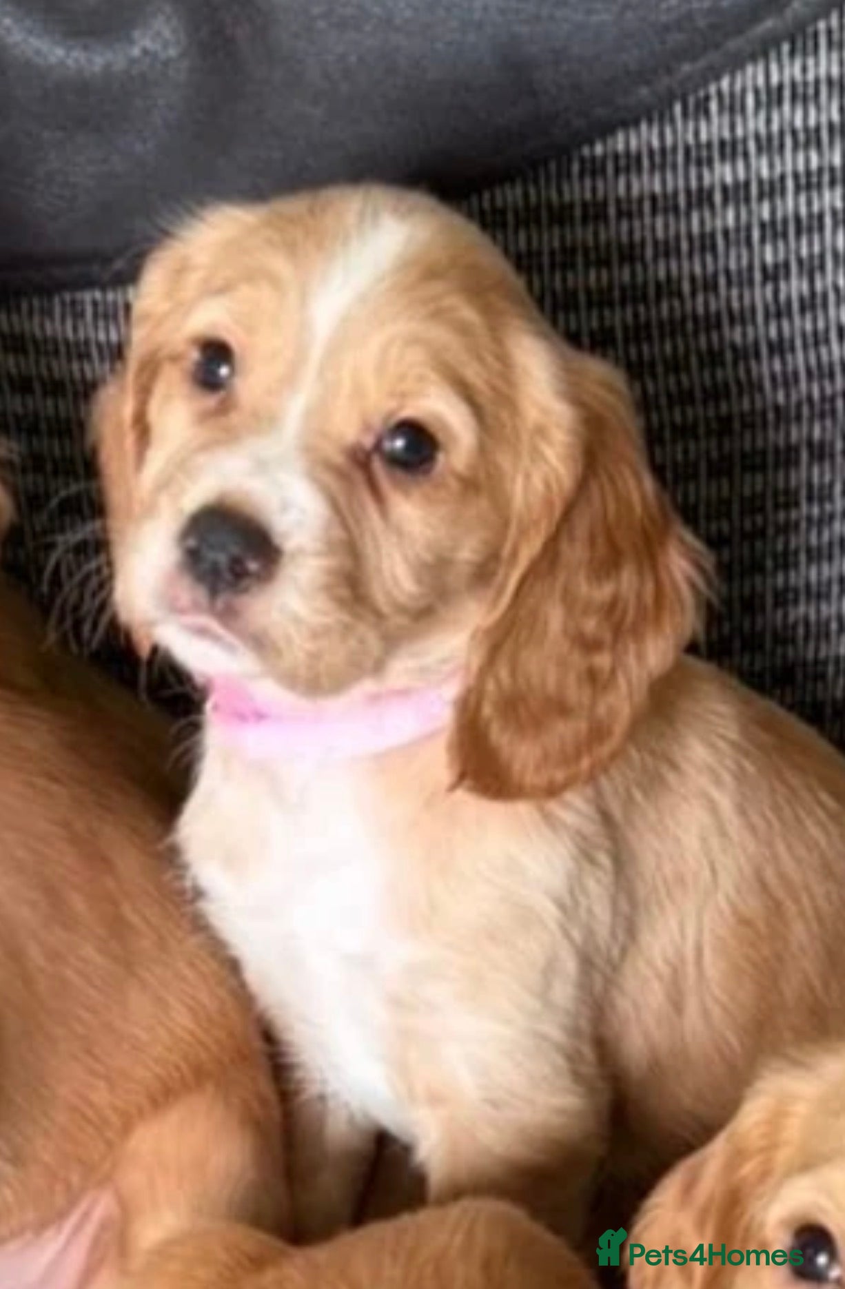 Cocker Spaniel dogs Kc registered cocker spaniel pups - Advert 2