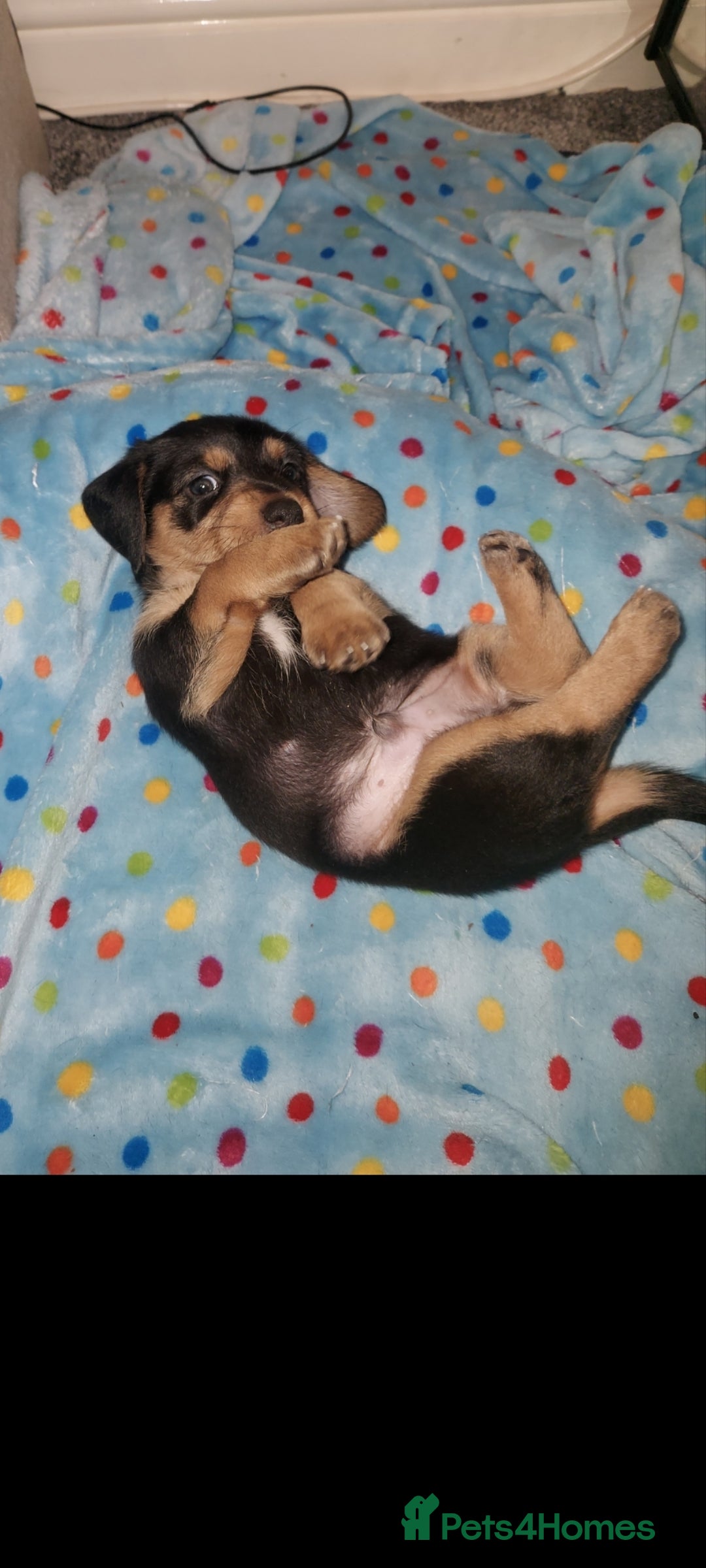 Mixed Breed dogs for sale:  ❤️Two girls very lovely❤️Daschaund with bishon  - Image 7