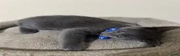 Russian Blue cats for sale: Russian Blue kittens - Advert 11