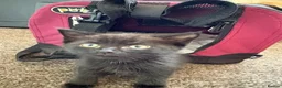 Mixed Breed cats for sale: Fully black little girl in Teignmouth - Advert 2