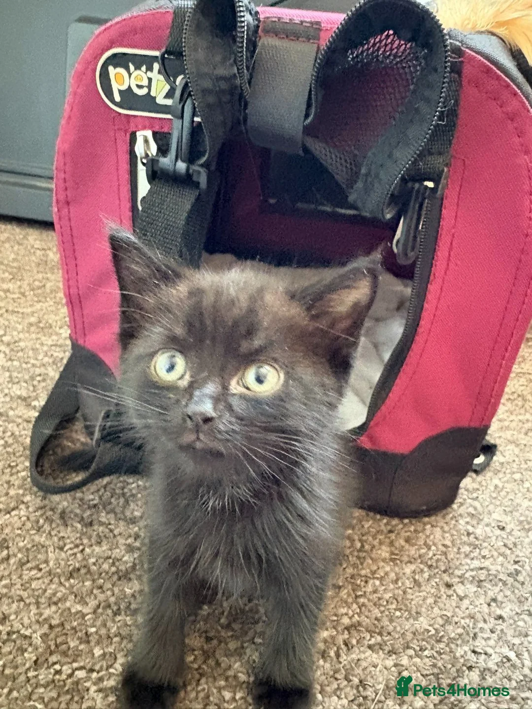 Mixed Breed cats for sale: Fully black little girl in Teignmouth - Advert 2