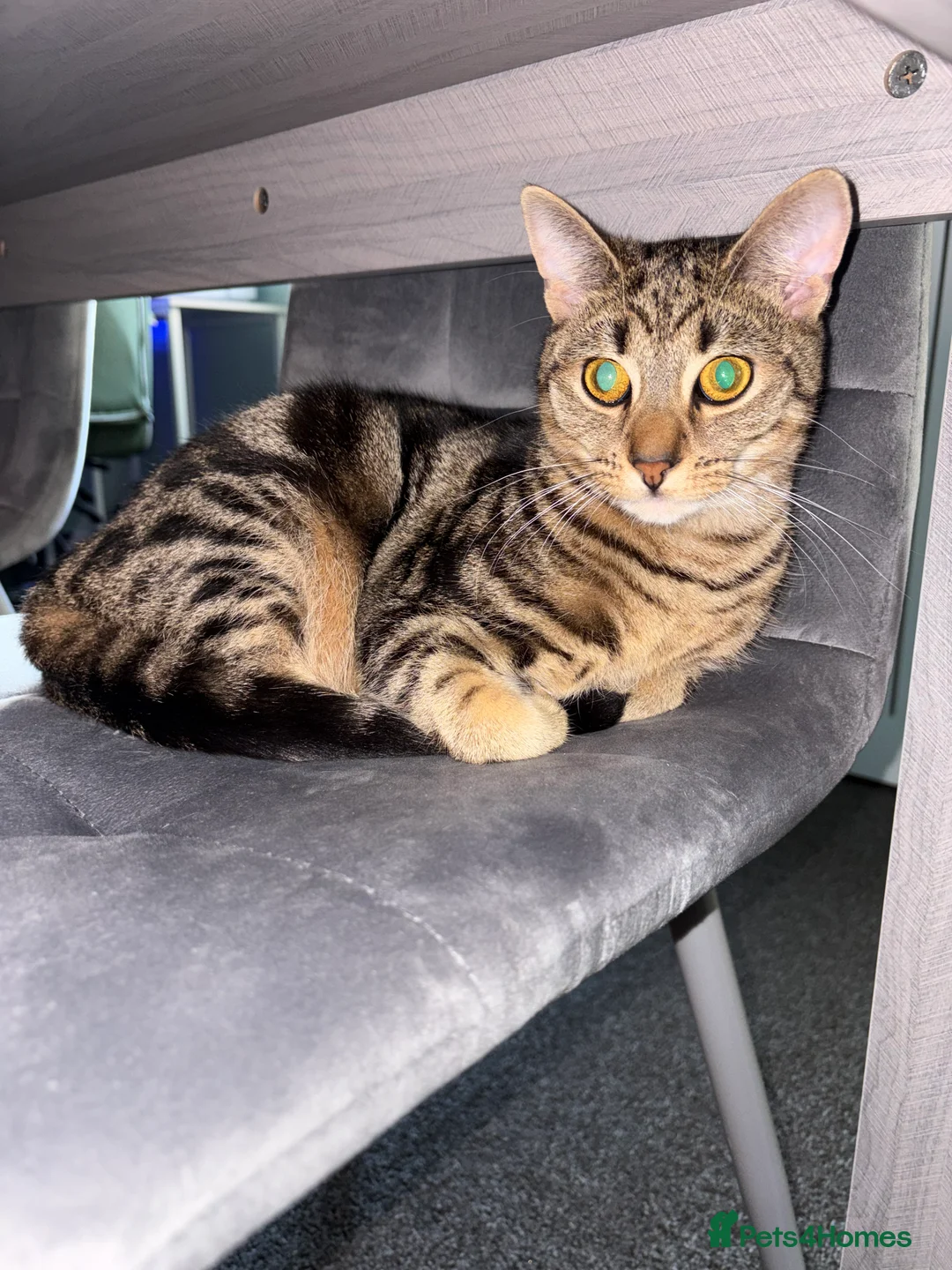 Mixed Breed cats for sale: Max - aged 9 months  - Advert 4