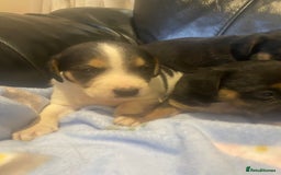 Jack Russell dogs for sale: Adorable Jack Russell puppy’s - Advert 6