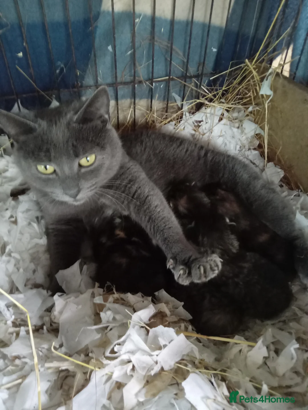 Mixed Breed cats for sale: RARE CHIMERA RAGDOLL/BENGAL  X MOGGY KITTENS - Advert 2