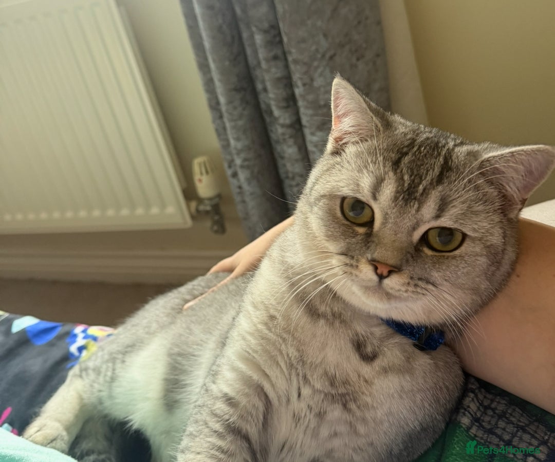 British Shorthair cats for sale: British short hair  - Advert 1