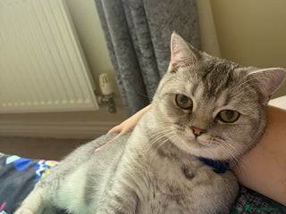 British Shorthair cats British short hair - Advert 1