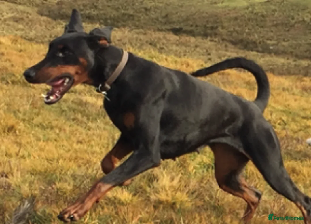 Dobermann dogs for sale: A Stunning strong KC Reg Black & Tan Doberman - Advert 12