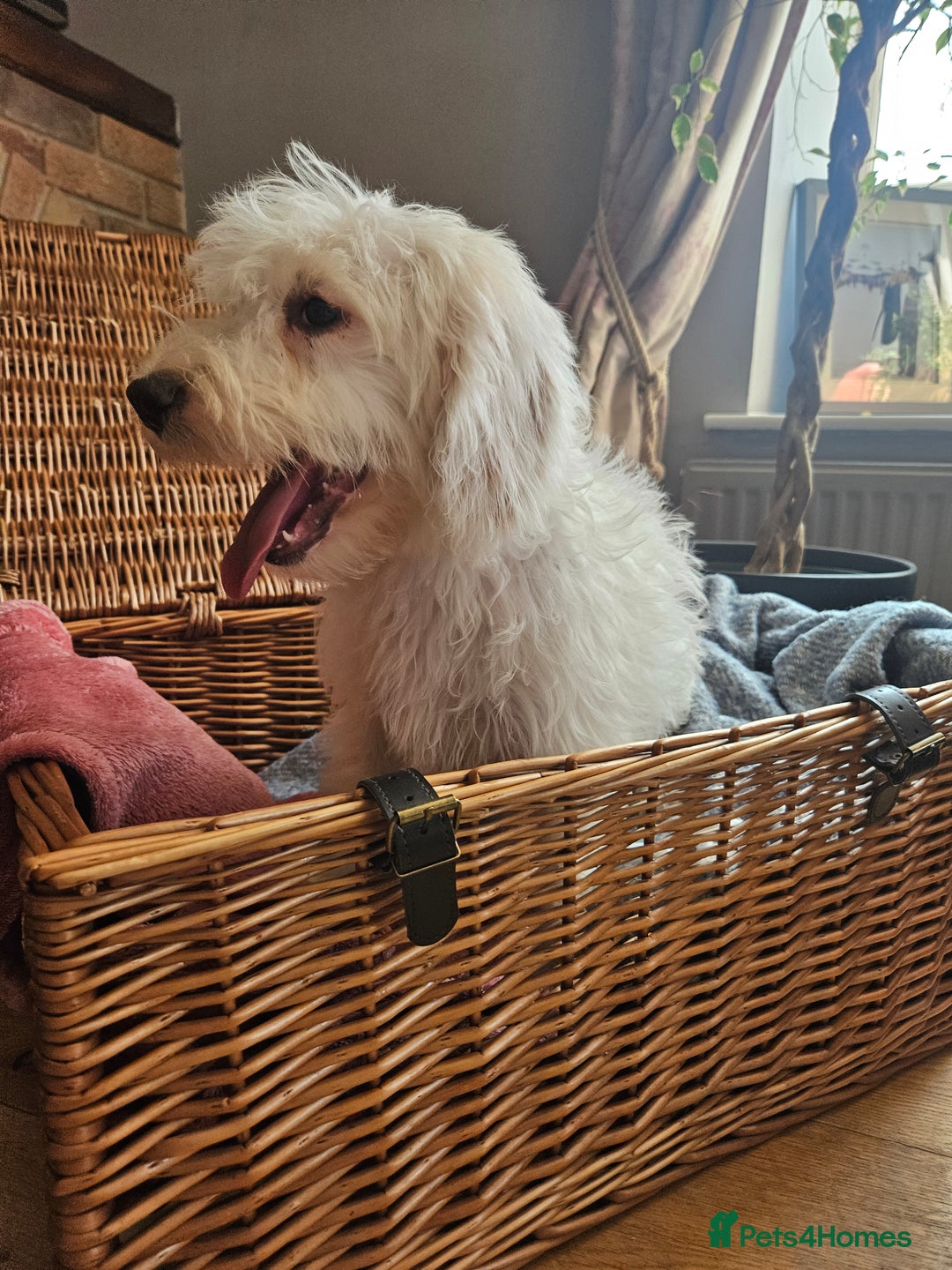 Cockapoo dogs for sale: UPDATE! 2 LEFT! - Image 8
