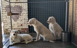 Mixed Breed dogs for adoption: BENJI - a handsome & gentle Boy  for a Loving Home - Image 39