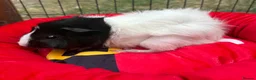 Guinea Pig rodents for sale: 3 Male guinea pigs  in Newark - Advert 8