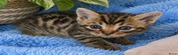 Mixed Breed cats for sale: 2 gingers left 💫READY NOW - Advert 4