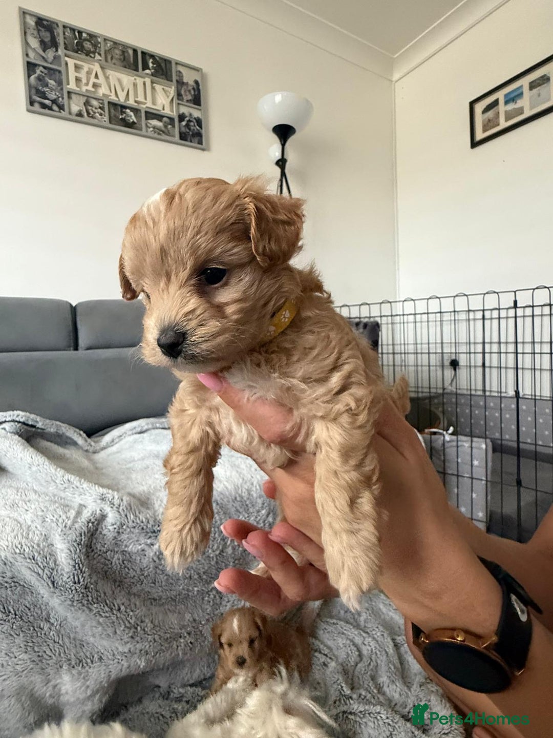 Maltipoo dogs for sale: Beautiful Tiny Maltipoo 3 girls 1 boy  - Image 5