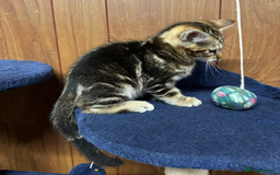 Bengal cats for sale: ​​Bengal Mix - Boy Kitten. Ready 2 Go! - Image 10