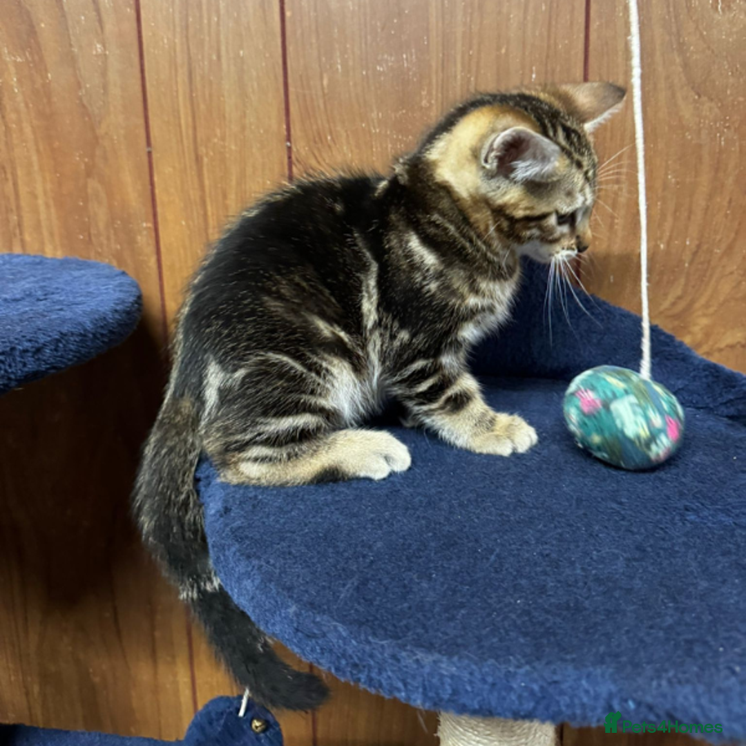 Bengal cats for sale: ​​Bengal Mix - Boy Kitten. Ready 2 Go! - Image 10