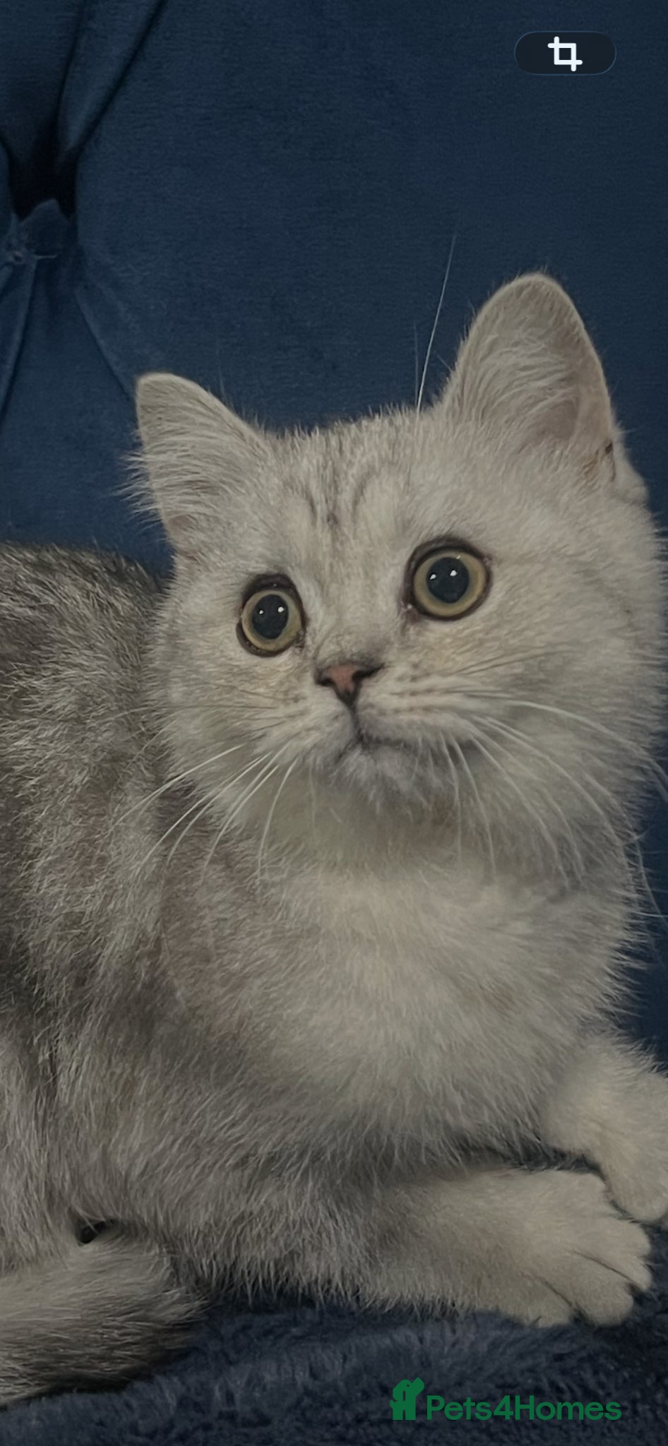 British Shorthair cats Last Male British shorthair - Advert 1