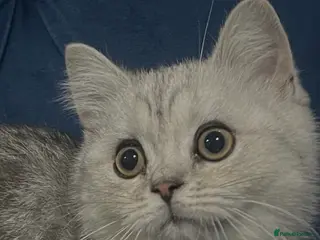 British Shorthair cats Last Male British shorthair - Advert 1