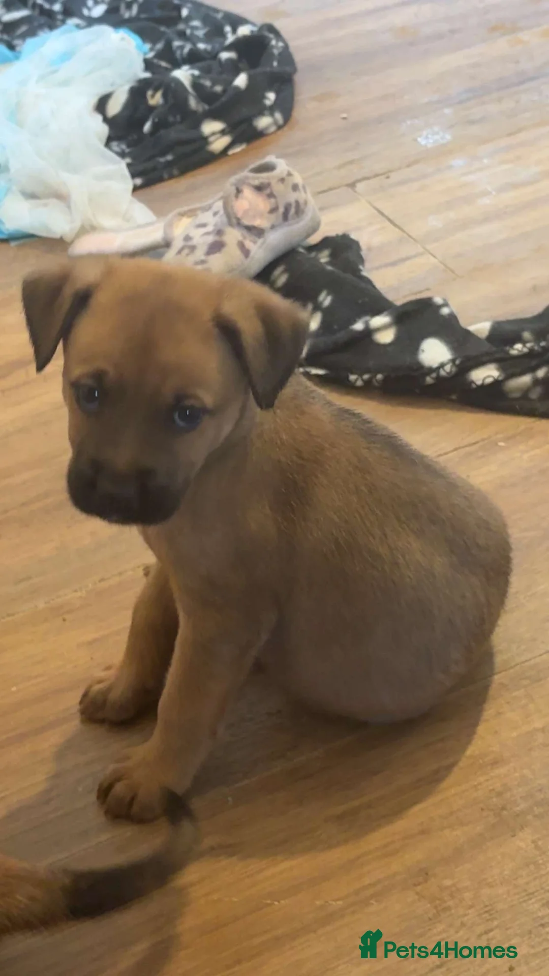 Mixed Breed dogs for sale: Doge de Bordeaux cross - Advert 2