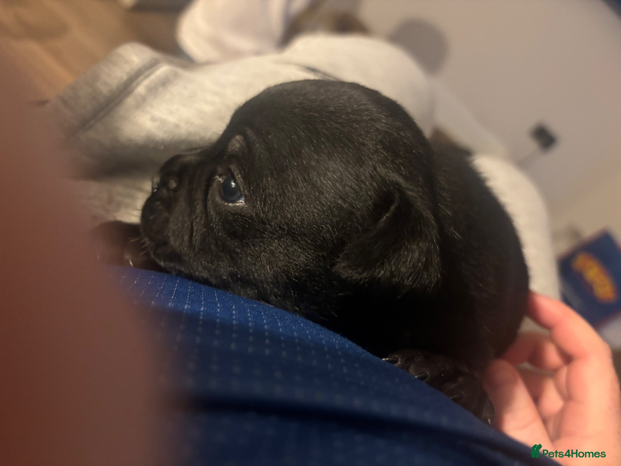 Staffordshire Bull Terrier dogs 2 pups left Solid black Kc staffy pups - Advert 9