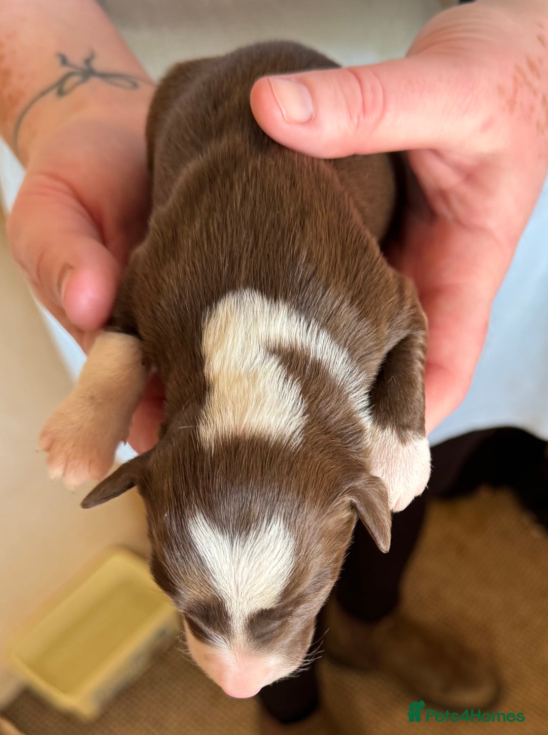 Bearded Collie dogs for sale: 6 Bearded Collie Pups - Image 4