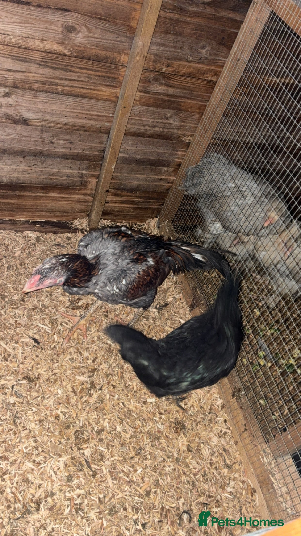 Chickens poultry Game birds  - Advert 1