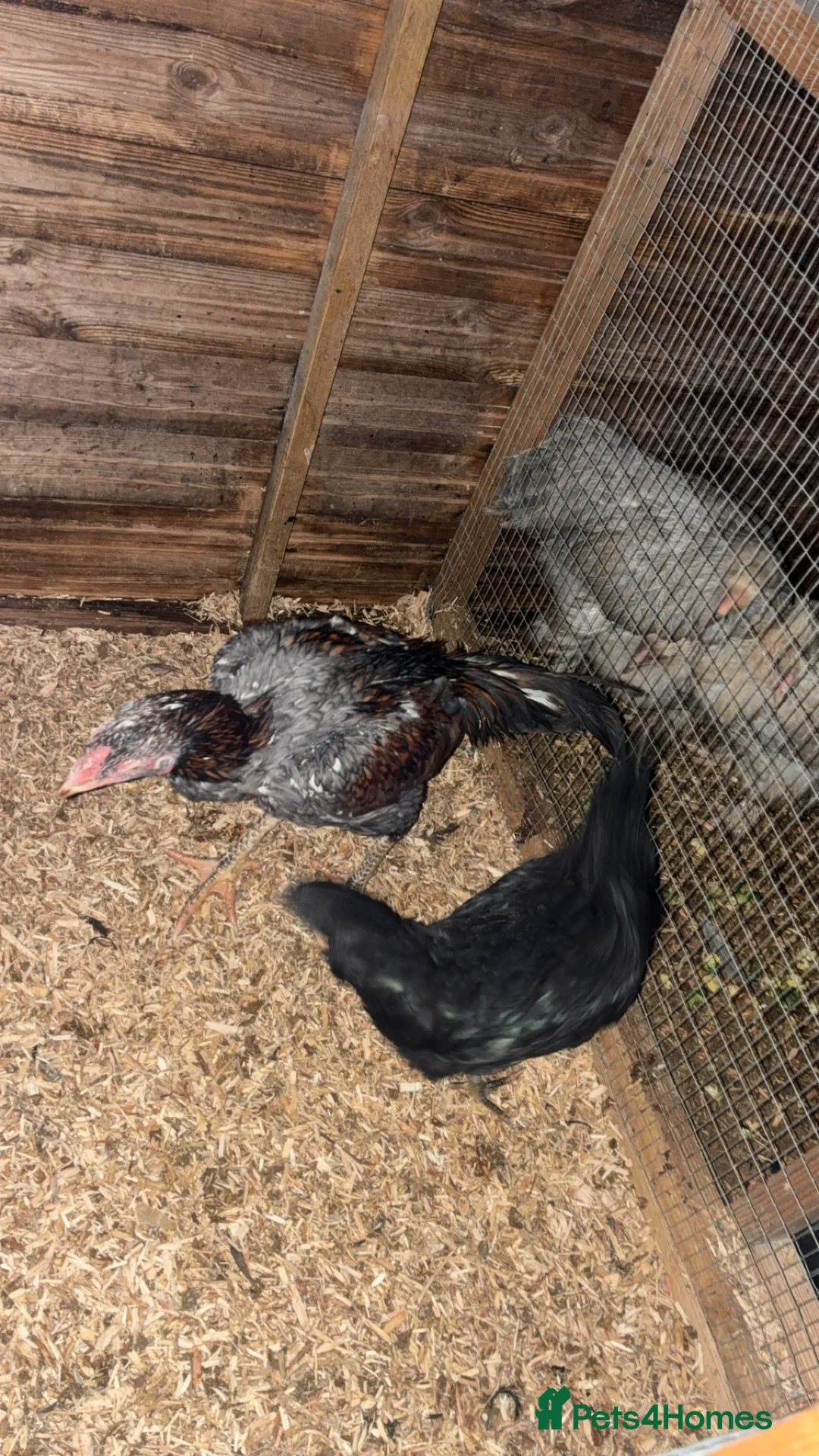 Chickens poultry for sale: Game birds  - Advert 1