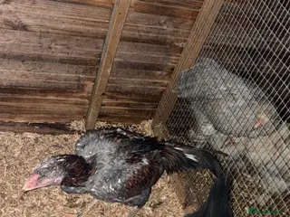 Chickens poultry Game birds - Advert 3