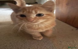 Munchkin cats for sale: Adorable Apricot-Marmalade Tabby Munchkin Male Kit - Image 1