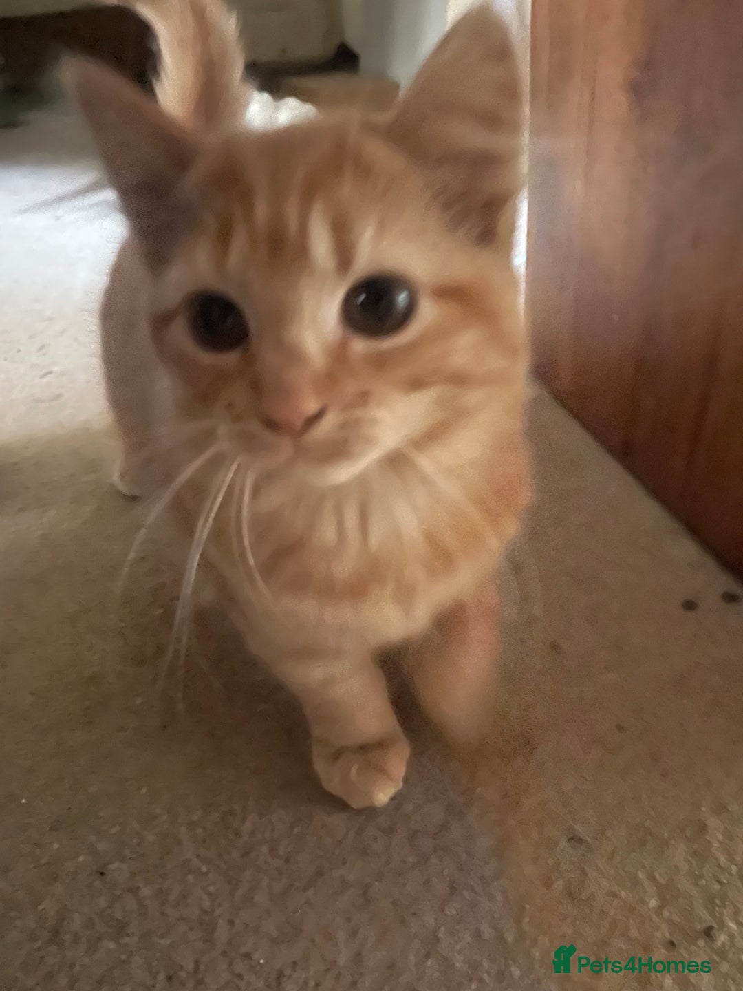 Munchkin cats for sale: Adorable Apricot-Marmalade Tabby Munchkin Male Kit - Image 1