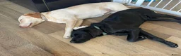 Labrador Retriever dogs for sale: Maci&Milo in Peterborough - Advert 1