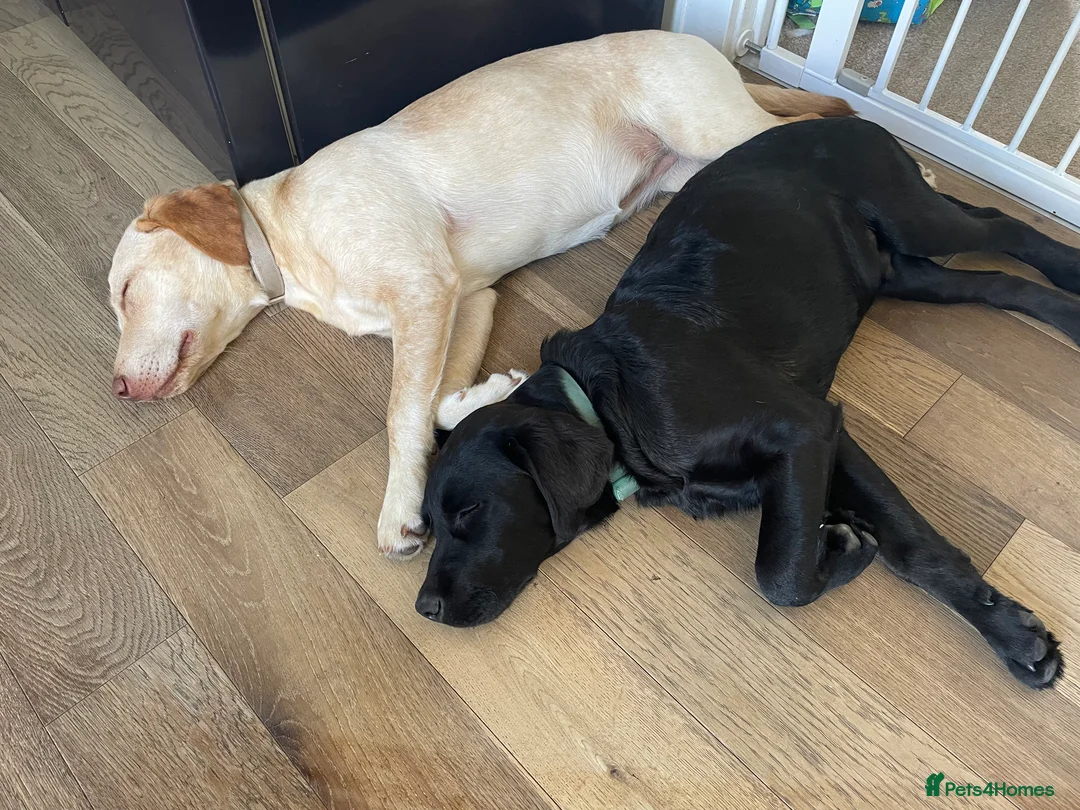 Labrador Retriever dogs for sale: Maci&Milo in Peterborough - Advert 1