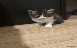 Mixed Breed cats for sale: 2 female + 2 male kittens  - Image 4