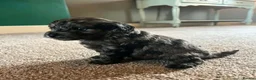 Cockapoo dogs for sale: F1B Toy Cockapoos - Advert 15