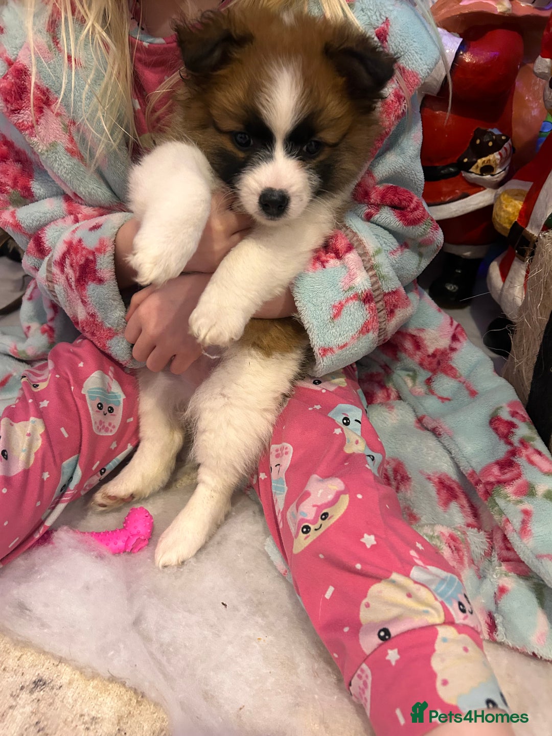 Mixed Breed dogs for sale: German spitz cross - Advert 14