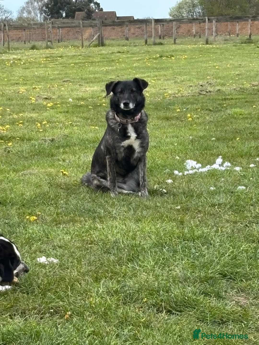 Mixed Breed dogs for adoption: Beauty in Attleborough - Advert 4