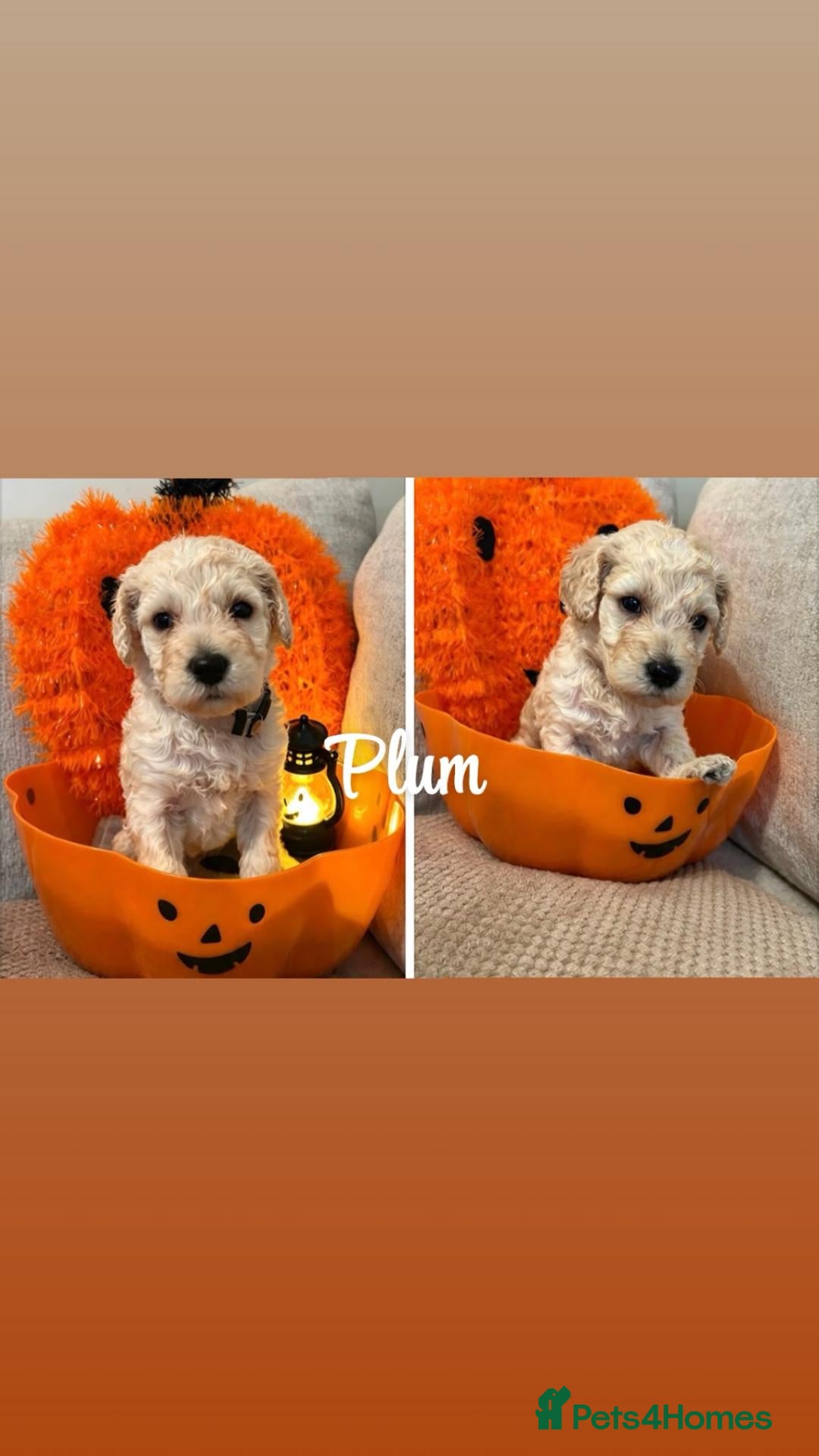 Mixed Breed dogs SAINT bernadoodle (mom) / standard poodle (dad)  - Advert 22