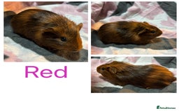 Guinea Pig rodents for sale: X3 baby girls x1 boy guinea pigs. - Image 3