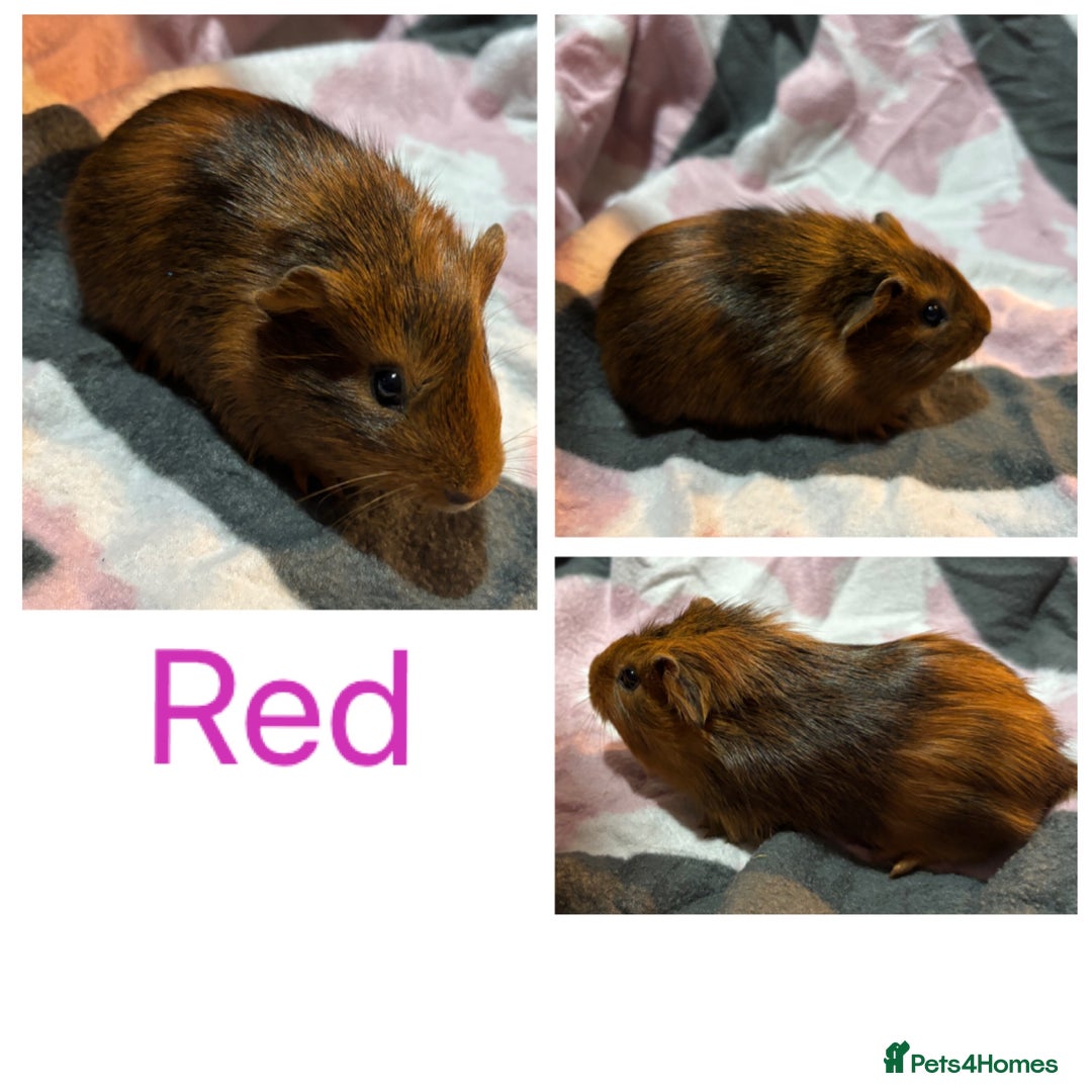 Guinea Pig rodents for sale: X3 baby girls x1 boy guinea pigs. - Image 3