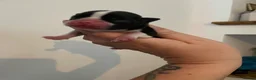 Boston Terrier dogs for sale: 5 Outstanding Wildax & Skin Deep  - Advert 4