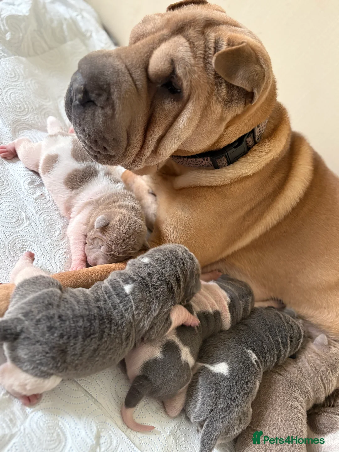 Shar Pei dogs for sale: Stunning rare Shar-Pei puppies  - Advert 2