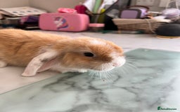 Mini Lop rabbits for sale: Beautiful mini lop rabbits - Image 8
