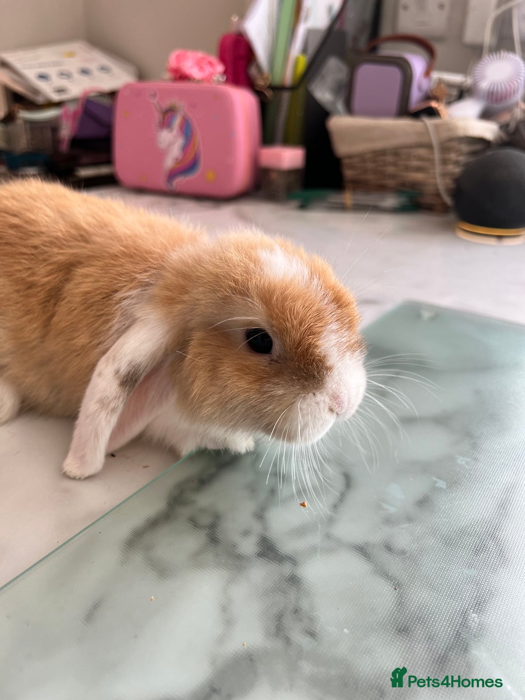 Mini Lop rabbits for sale: Beautiful mini lop rabbits - Image 8