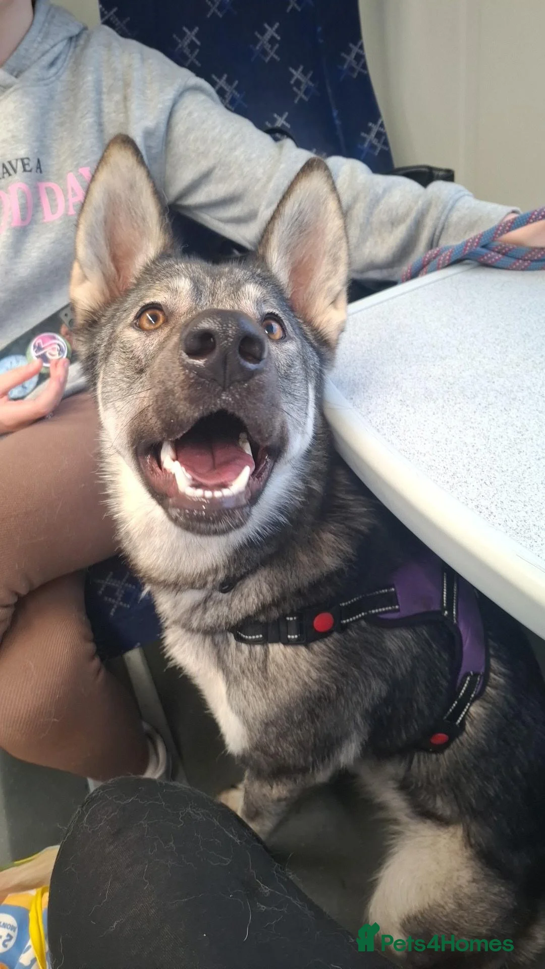 Mixed Breed dogs for sale: Northern Inuit cross American akita female  - Advert 2