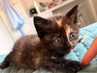 Mixed Breed cats Four beautiful kittens - Advert 1