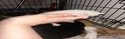 Mixed Breed cats for sale: Baby’s need a new loving home  - Advert 8