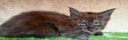 Maine Coon cats for sale: Black Smoke TICA Maine Coons - Advert 3