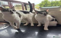 British Shorthair cats for sale: Sister cats need rehoming asap  - Image 1