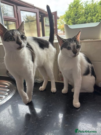 British Shorthair cats - Advert 12