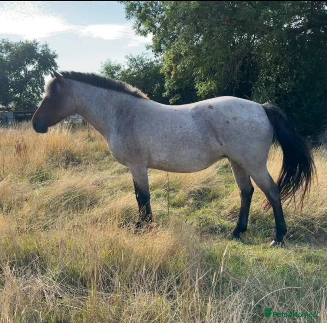 Connemara horses for sale: Super Connie Mare - Image 1