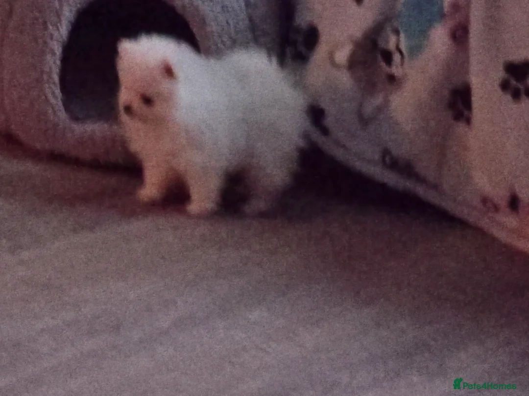 Pomeranian dogs for sale: Gorgeous KC White Pomeranians - Advert 13