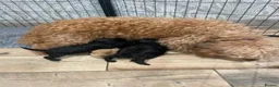 Labradoodle dogs for sale: f3 miniature labradoodles puppies in Chard - Advert 14